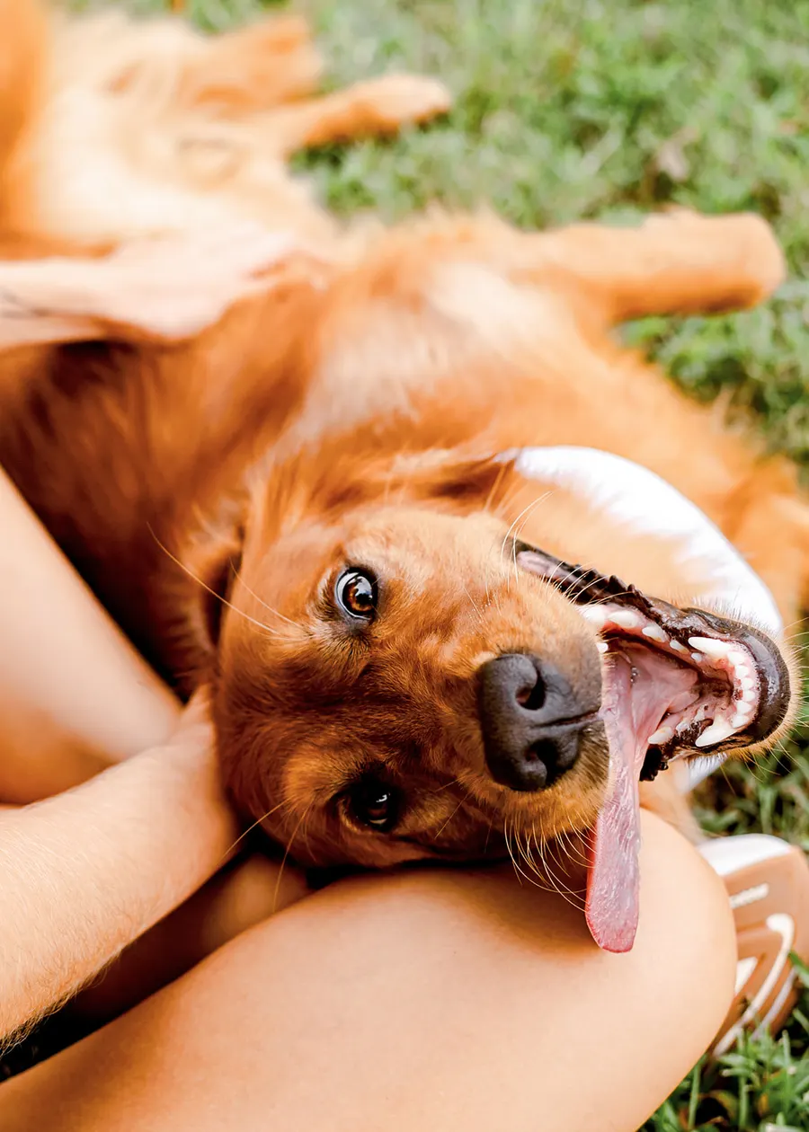 The golden lying across Avery’s lap, tongue out