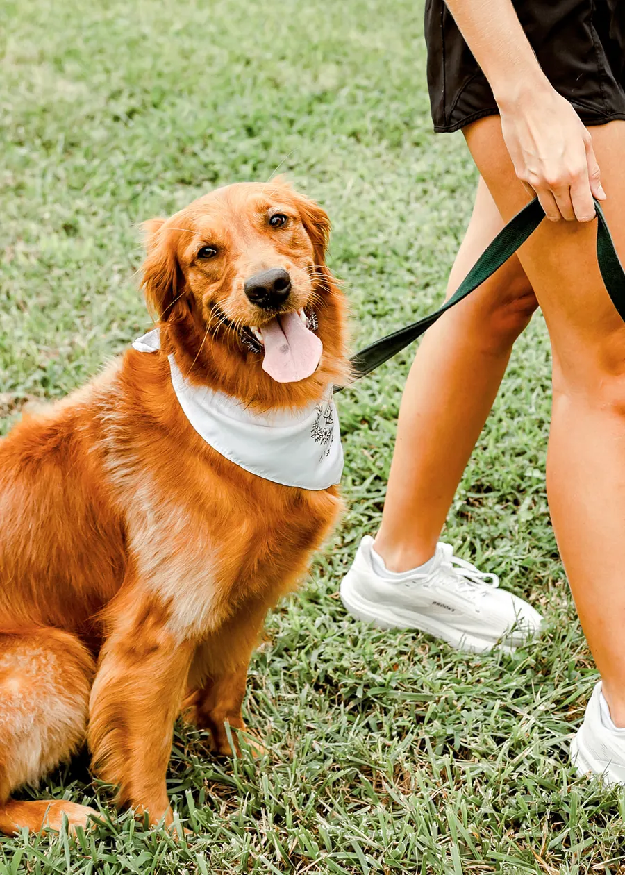 The golden retriever on a leash, looking up at Avery