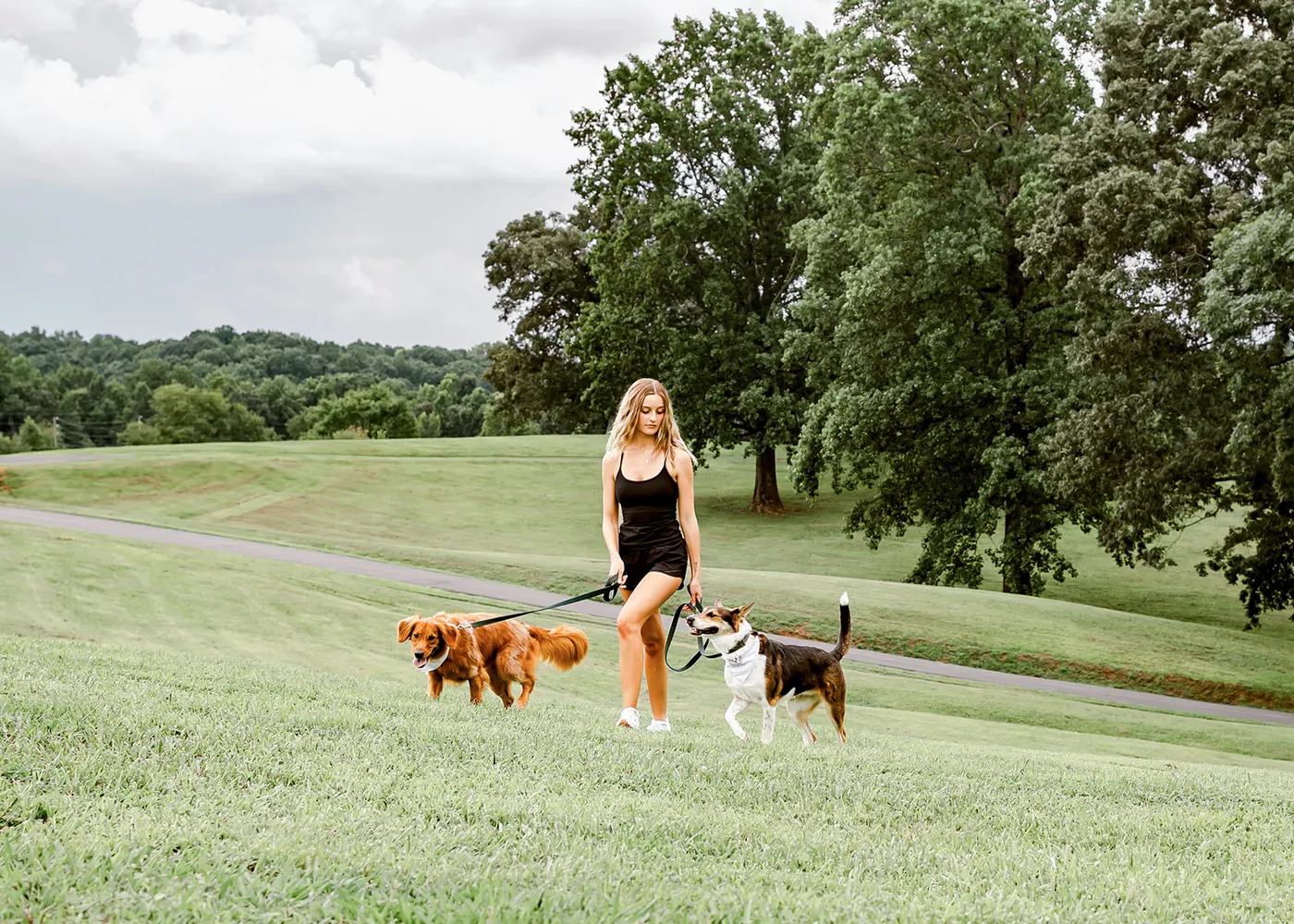 Avery walking the golden retriever and the shepherd mix across an open hill
