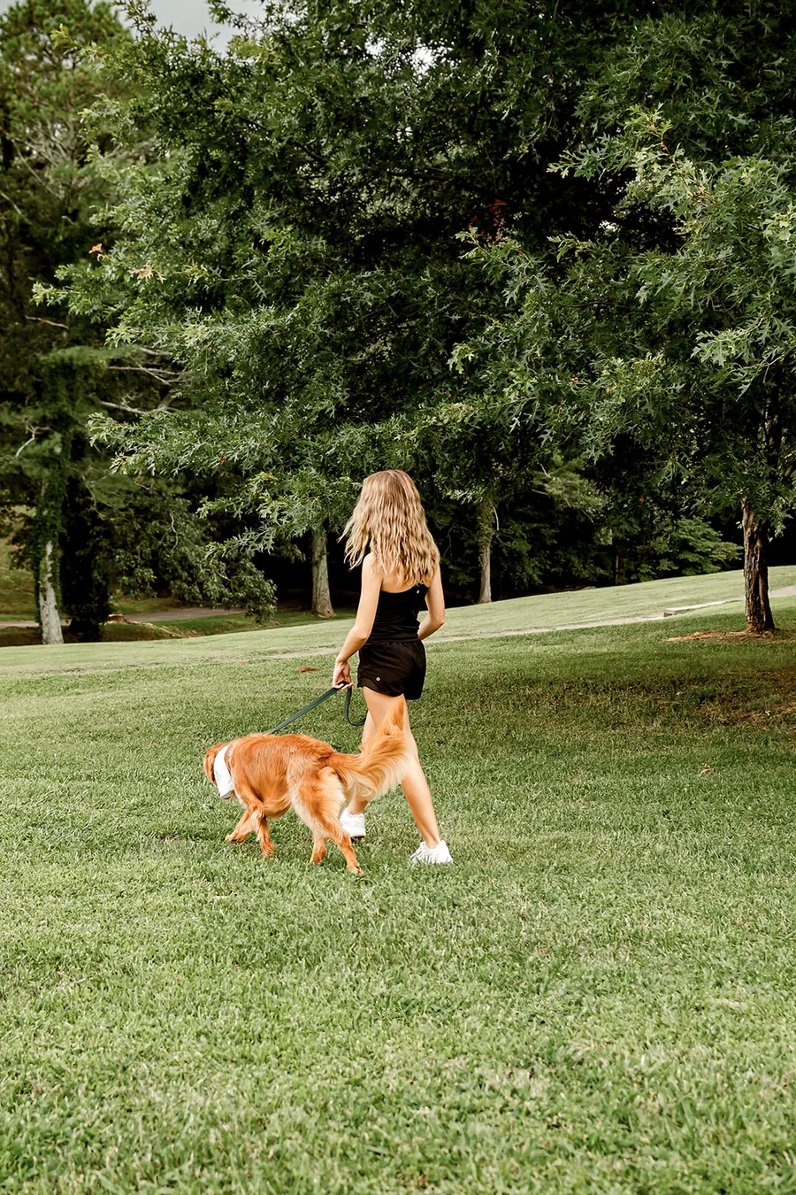 Avery walking the golden across the open field