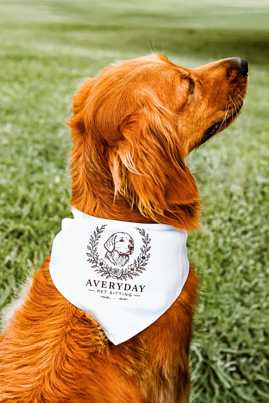 The golden in profile wearing the Averyday bandana