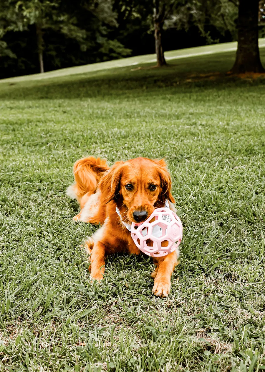 The golden lying down with the pink ball