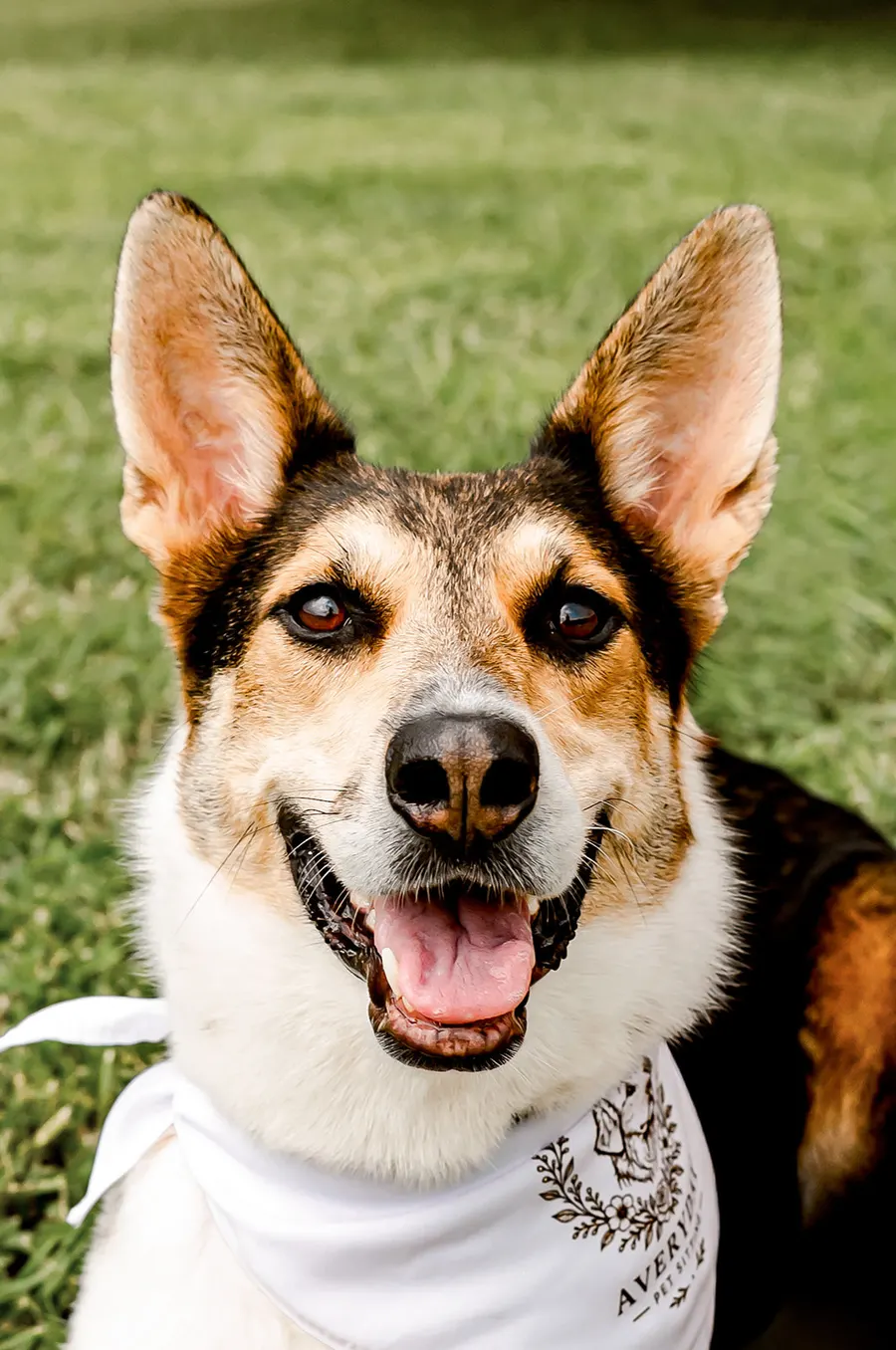 The shepherd mix smiling in an Averyday bandana
